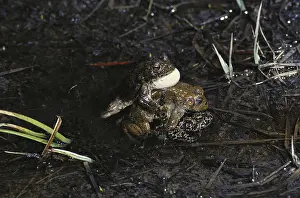 Anaxyrus: Three Yosemite Toads