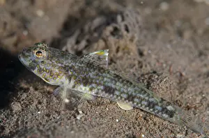 161018: Yoshigoui's Sandgoby - on sand - Batu Niti dive