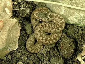 Vipera: Young adder