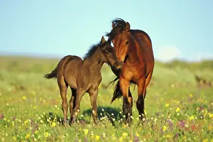 Checks: Young adolescent wild horse checks out this years