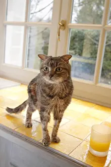 Poor: Young adult cats in poor health recovered in the street