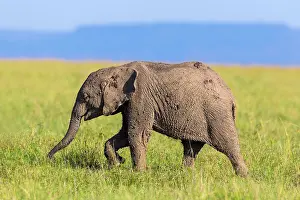 Company: Young African elephant (Loxodonta africana), elephant
