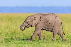 Company: Young African elephant (Loxodonta africana), elephant