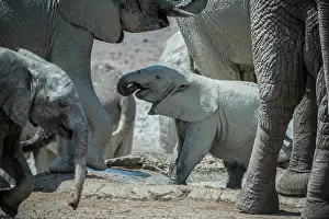 Nosed: Young African elephant (Loxodonta africana) with