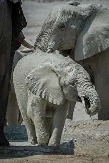Nosed: Young African elephant (Loxodonta africana) in a