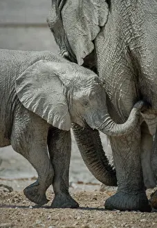 Nosed: Young African elephant (Loxodonta africana) with