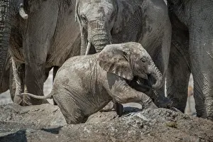 Nosed: Young African elephant (Loxodonta africana) with