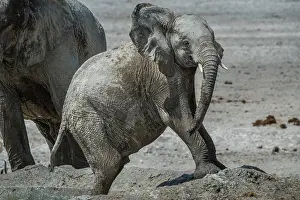 Nosed: Young African elephant (Loxodonta africana) with