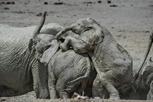 Nosed: Young African elephants (Loxodonta africana) playing