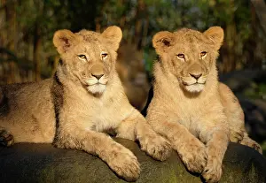 230122: Young African lion (Panthera leo), captive, Germany