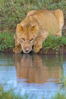 Thirsty: Young African Lion (Panthera leo) drinking water