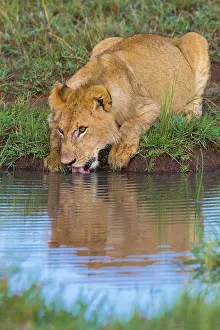 Narok: Young African Lion (Panthera leo) drinking water