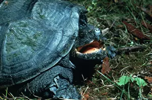 Chelydra: Young, Aggressive Snapping Turtle