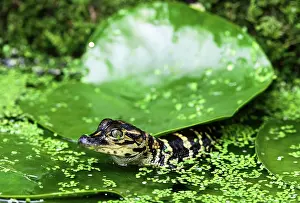 Gator: Young Alligator