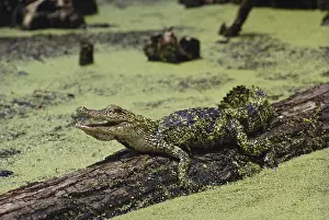 Sunning: Young Alligator