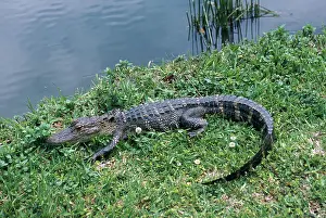 Alligators: Young Alligator