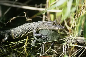 Aligator: Young alligator and red-bellied turtle