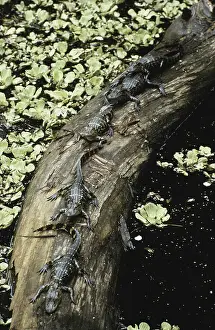Alligators: Young Alligators