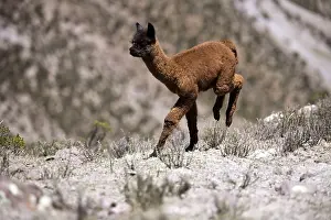 Alpaca: Young Alpaca galloping Chivay region Caylloma Peru