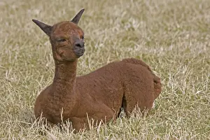 Chestnuts: Young Alpaca lying down in a meadow Cotswolds UK