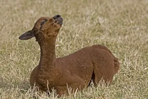 Chestnuts: Young Alpaca lying down in a meadow Cotswolds UK