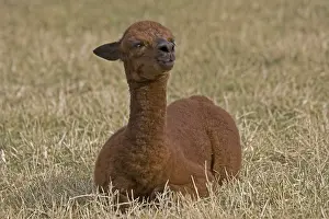 Chestnuts: Young Alpaca lying down in a meadow Cotswolds UK