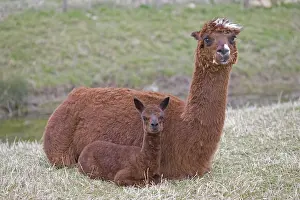 Chestnuts: Young Alpaca lying down near its mother Cotswolds UK