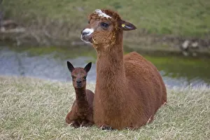 Chestnuts: Young Alpaca lying down near its mother Cotswolds UK
