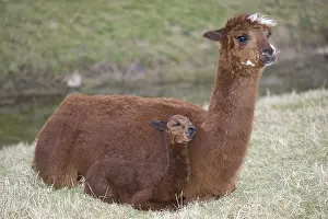 Chestnuts: Young Alpaca lying down near its mother Cotswolds UK