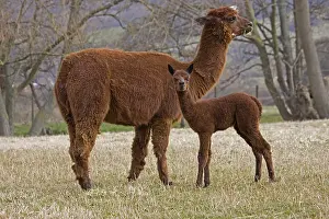 Chestnuts: Young Alpaca and its mother in a meadow Cotswolds UK
