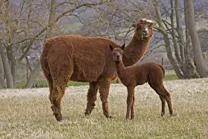 Chestnuts: Young Alpaca and its mother in a meadow Cotswolds UK