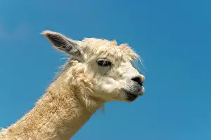 Camels: Young alpaca (Vicugna pacos)