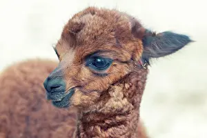 Alpaca: Young alpaca (Vicugna pacos), Bad Doberan, Mecklenburg-Weste