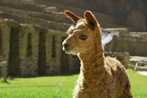 Alpaca: Young alpaca (Vicugna pacos) in front of the Inca