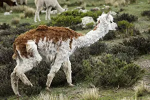 Distributions: Young Alpaca watching in the vegetation Chivay region Peru