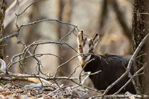 Rupicapra: Young Alpine Chamois in winter, Jura Swiss