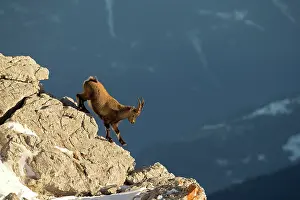 Fragment: Young Alpine Ibex (Capra ibex) male going down