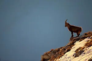 Caprine: Young Alpine ibex (Capra ibex) male, Valais Alps