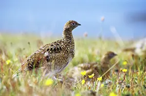 Mutus: Young Alpine Ptarmigan on guard while others in a flock feed