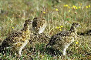 Mutus: Young Alpine Ptarmigans on guard while others in