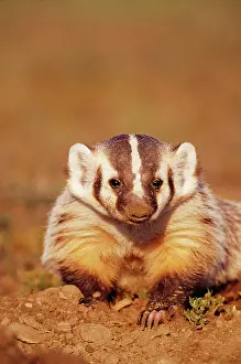 Taxidea: Young American BADGER - close-up