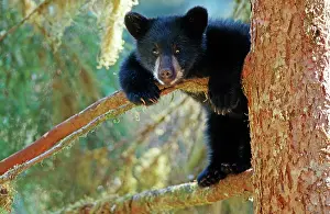 Young American Black Bear (Ursus americanus), cub