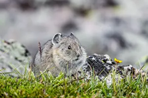 Pika: Young American pika (Ochotona princeps). Beartooth