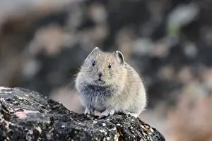 Pika: Young American pika (Ochotona princeps). Beartooth
