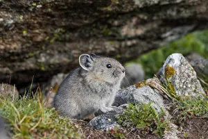 Pika: Young American pika (Ochotona princeps). Beartooth