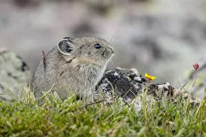 Pika: Young American pika (Ochotona princeps). Beartooth
