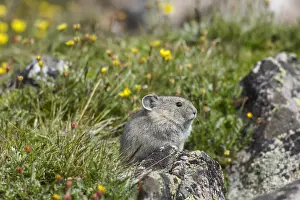 Pika: Young American pika (Ochotona princeps) by cinquefoil