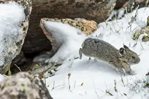 Pika: Young American pika (Ochotona princeps) darts from