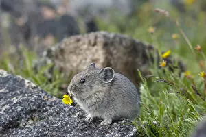 Pika: Young American pika (Ochotona princeps) eating a