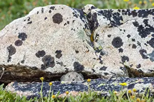 Pika: Young American pika (Ochotona princeps) peeking